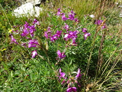 Chamaenerion fleischeri