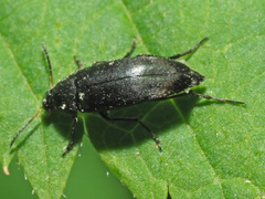 Anaspis kiesenwetteri