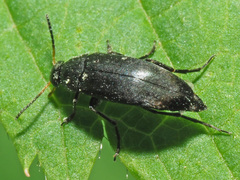 Anaspis kiesenwetteri