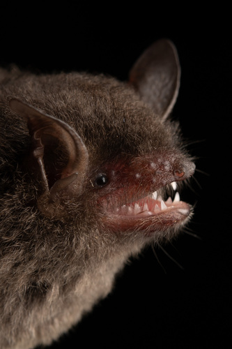 Myotis adversus observed 2025-02-19