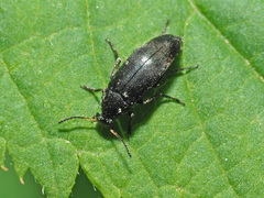 Anaspis kiesenwetteri