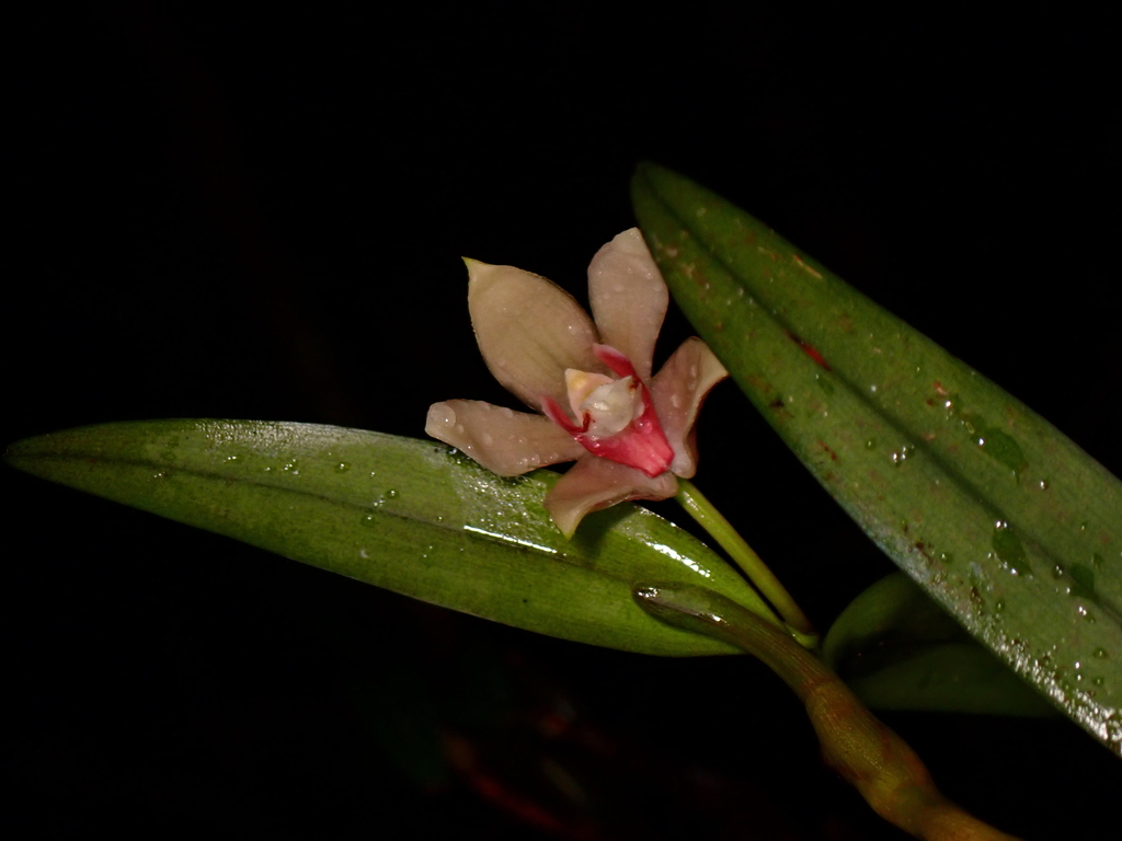Dendrobium speculum J.J.Sm. 2