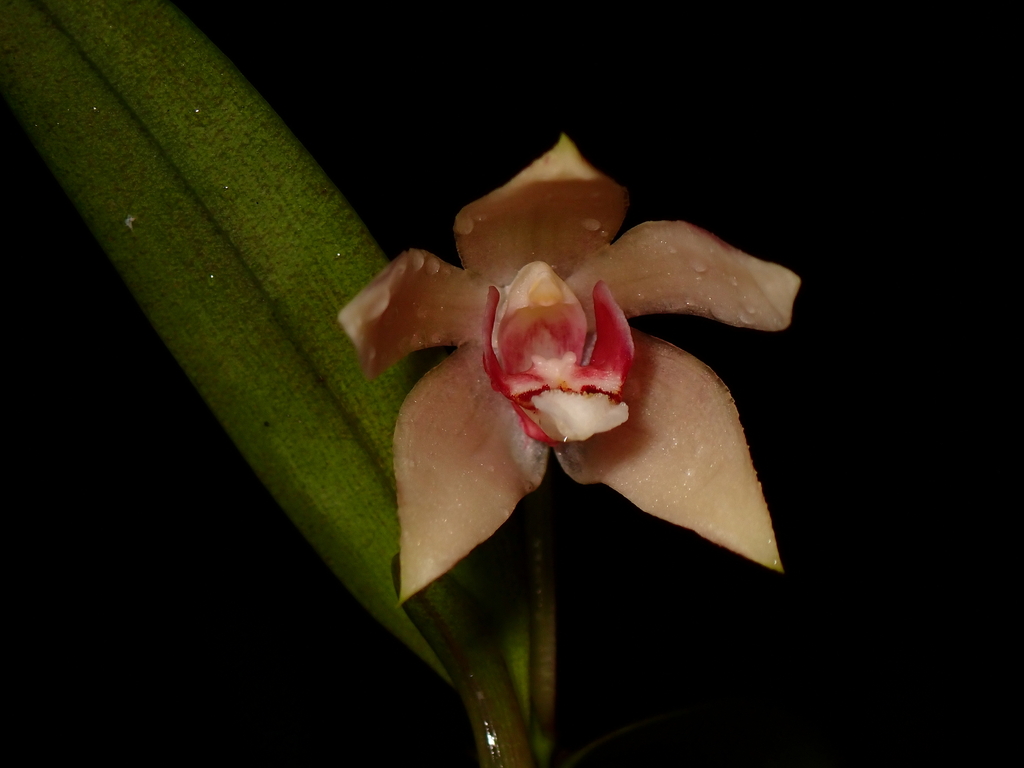 Dendrobium speculum J.J.Sm.