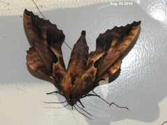 Phyllosphingia dissimilis