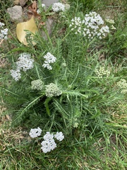 Achillea millefolium