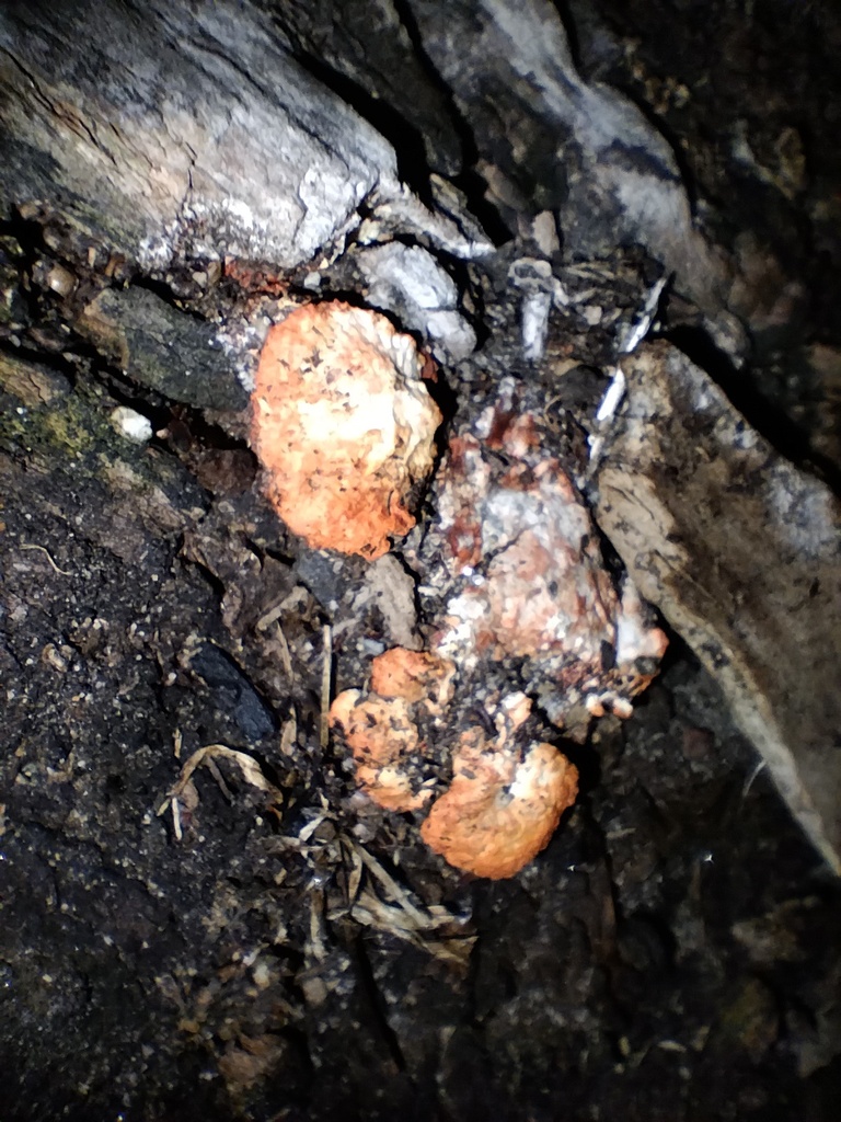 Trametes coccinea · February 2025 · photo: © sofiazed1 (iNaturalist, cc-by)