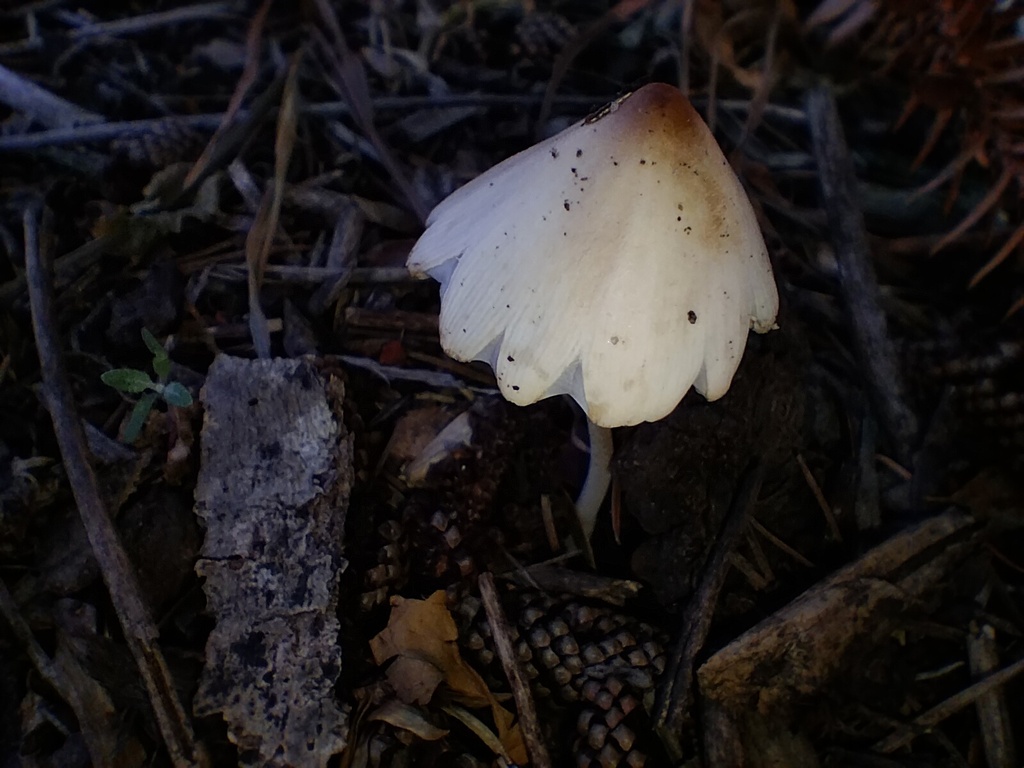 Conocybe apala · February 2025 · photo: © sofiazed1 (iNaturalist, cc-by)