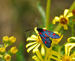 Zygaena angelicae
