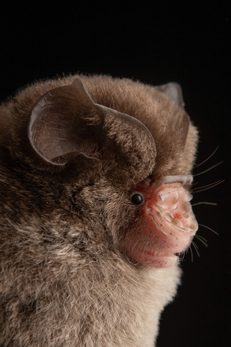 Hipposideros galeritus observed 2025-02-18