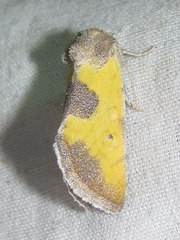 Stiria dyari