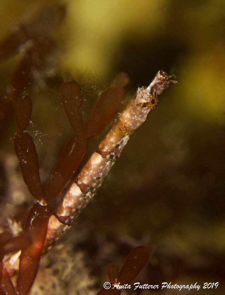 Australian smooth pipefish (Lissocampus caudalis) — Syngnathidae