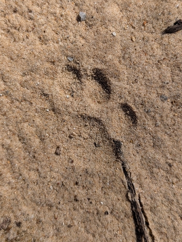 Bobcat photographed in Missouri