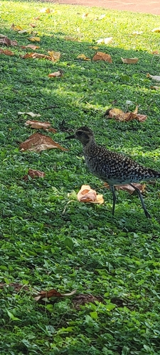 Pluvialis fulva observed 2025-02-28