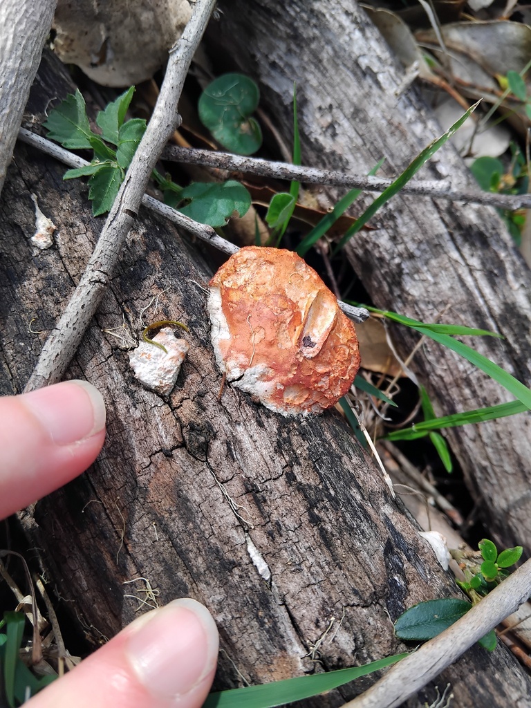 Trametes coccinea · February 2025 · photo: © sofiazed1 (iNaturalist, cc-by)