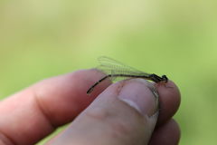 Enallagma cyathigerum