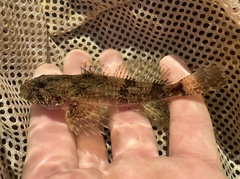 Potomac Sculpin photo 3