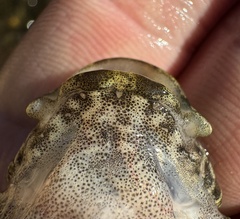 Potomac Sculpin photo 4