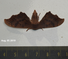 Oberthueria caeca