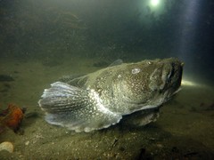 Genyagnus monopterygius