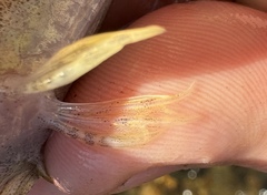 Potomac Sculpin photo 5