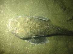 Genyagnus monopterygius