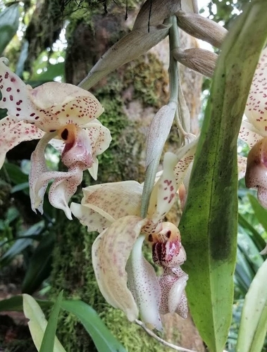 Stanhopea confusa