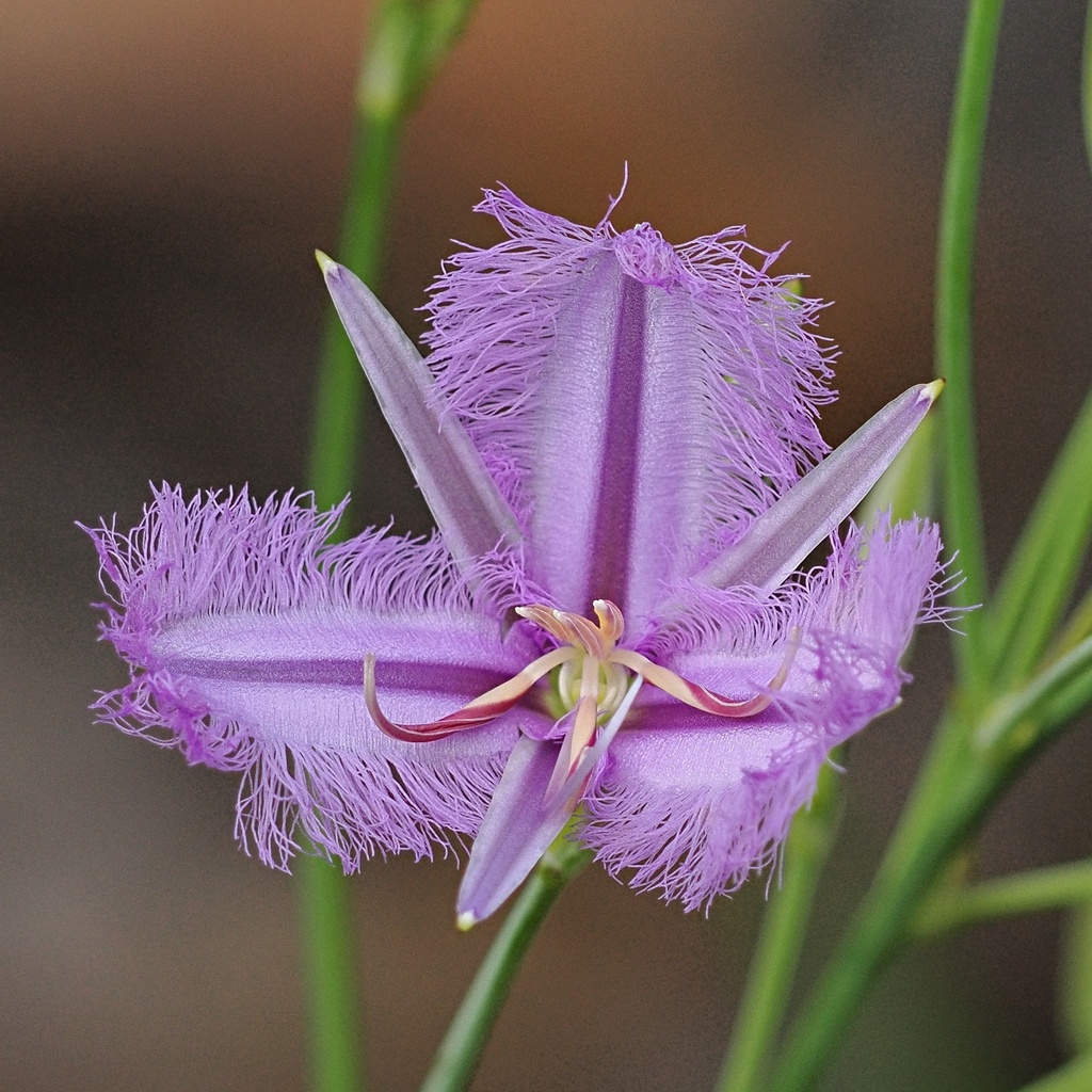 Thysanotus elatior