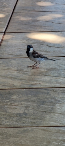 Passer domesticus observed 2025-02-28