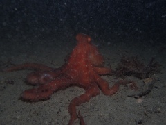 Callistoctopus