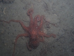 Callistoctopus