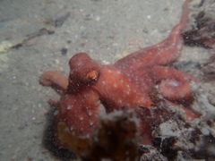 Callistoctopus