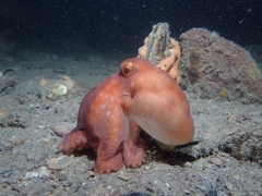 Callistoctopus