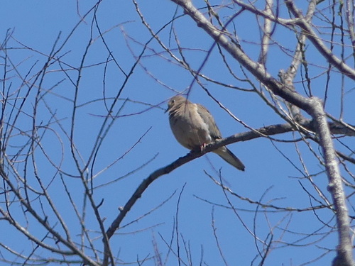 iNaturalist observation photo of Mourning Dove