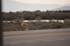 Vulpes vulpes macroura