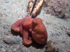 Callistoctopus