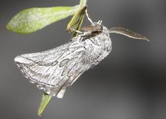 Drepanogynis rufigrisea