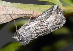 Drepanogynis rufigrisea