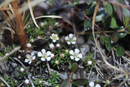 Image of Pyxidanthera barbulata by (c) Alex Karasoulos, some rights reserved (CC BY)