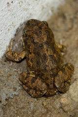 Tomopterna delalandii