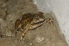 Tomopterna delalandii