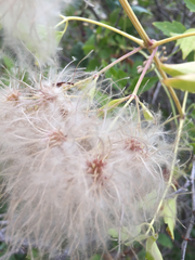 Clematis