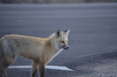 Vulpes vulpes macroura