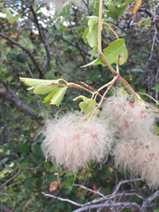 Clematis