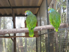 Blue-Cheeked Amazon photo 5