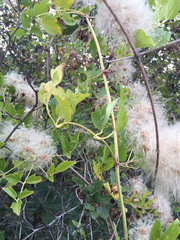 Clematis