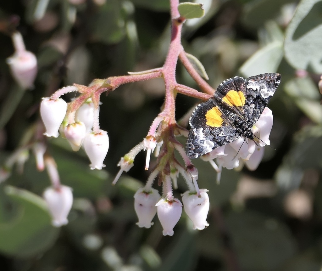 Annaphila decia