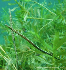 Stigmatopora narinosa