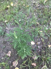 Ambrosia artemisiifolia