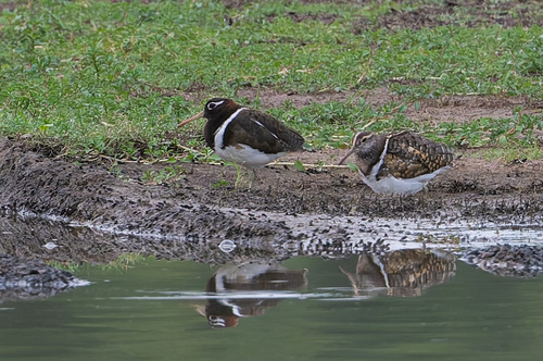 Australian Painted-snipe (Rostratula australis), photo 4