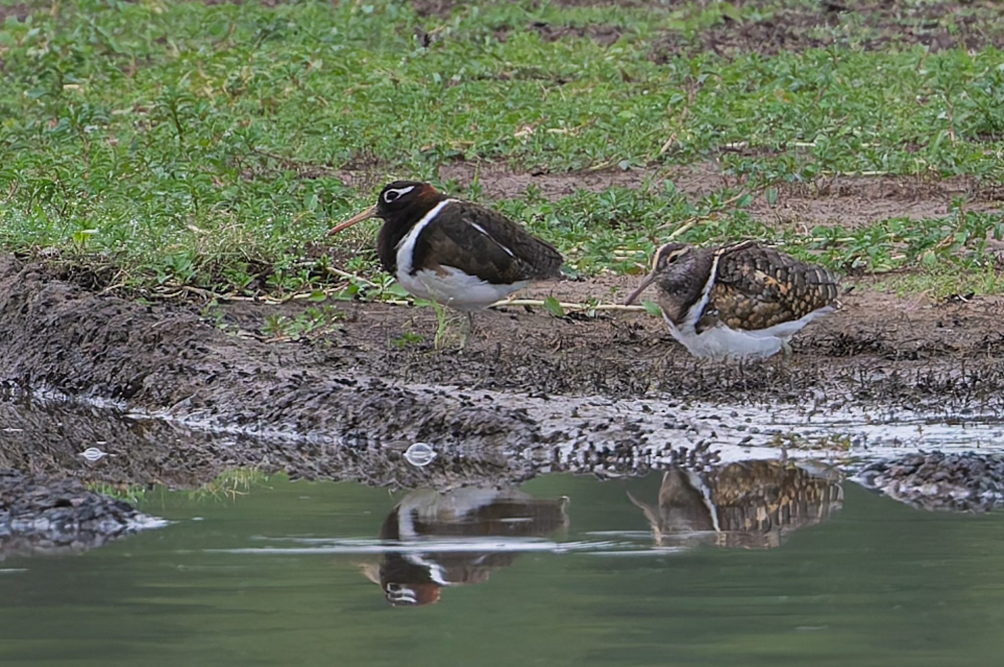 Australian Painted-snipe (Rostratula australis), photo 7